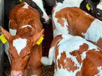 牛（ロット、性別未指定）, Russian Black pied cattle — 写真 2