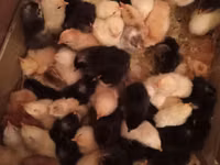 Chickens — foto 2