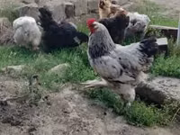 Brahma — foto 1