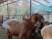 Qoyun, Arashan sheep — foto 8