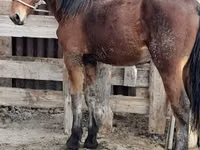 Cavalo, Vladimir heavy draft — foto 5