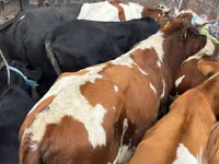 公牛, Simmental cattle — 照片 1