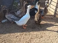 Ducks — zdjęcie 1