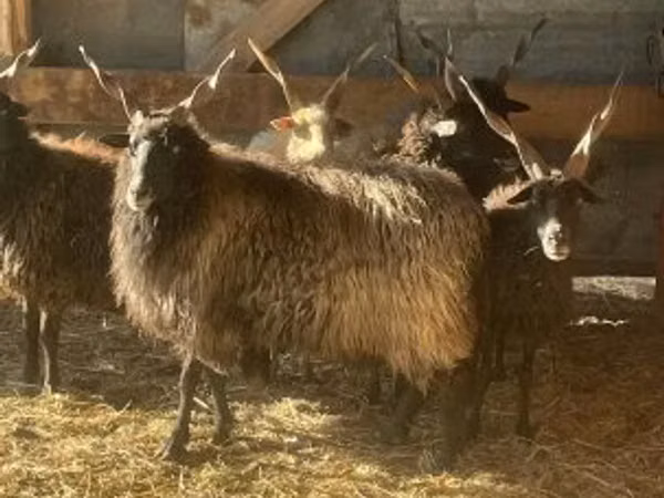 பெண் ஆடு, Racka sheep