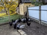 Australorp — zdjęcie 3