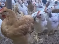 Chickens — foto 1