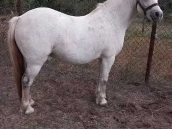 Jument, Chevaux