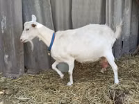 Kozel, Saanen goat — foto 8