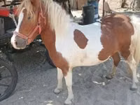 母马, Horses — 照片 4