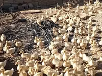 Ducks — foto 2