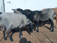 ცხვრები (პარტია, სქესი არ არის მითითებული), Romanov sheep — ფოტო 3