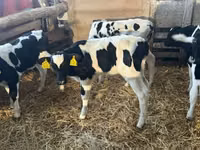 Touro, Russian Black pied cattle — foto 4