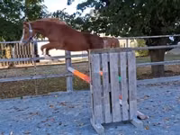 Cheval, Welsh Cob — photo 5