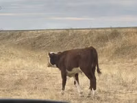 ხარი, Simmental cattle — ფოტო 3
