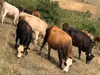 Kuh, Simmental cattle — Foto 7
