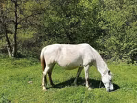 Kobyła, Konie — zdjęcie 2