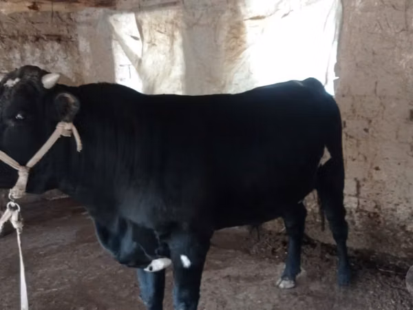 Buqa, Aberdin – Angus