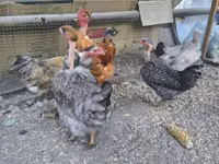 Chickens — photo 2