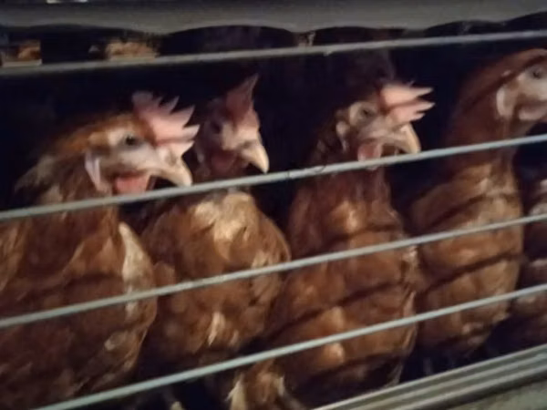 Chickens