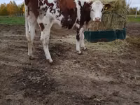 母牛, Simmental cattle — 照片 5