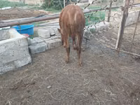 Kuh, Simmental cattle — Foto 7