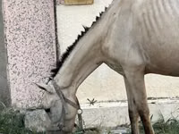 Toychoq, Azerbaijan horse — 3-rasm