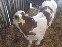 Skot (série, pohlaví neuvedeno), Simmental cattle — foto 3