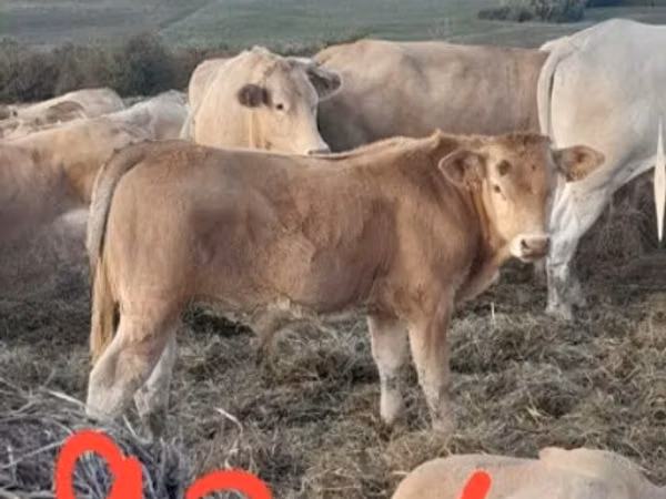 İribuynuzlu mal-qara (partiya, cinsi göstərilməyib), Blonde d’Aquitane cattle