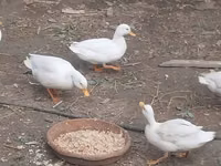 Ducks — 写真 4