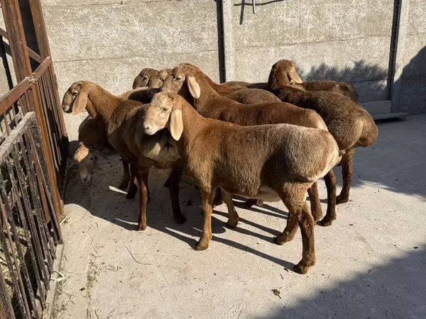 ცხვარი, Karakul sheep