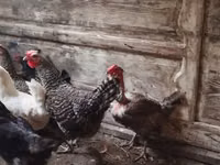 Chickens — foto 3