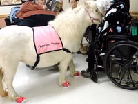 Madyan, Miniature horse — foto 5