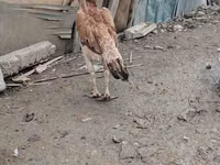Chickens — foto 2