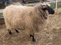 பெண் ஆடு, White Suffolk sheep — புகைப்படம் 5