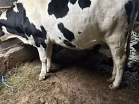 Vache, Russian Black pied cattle — photo 3