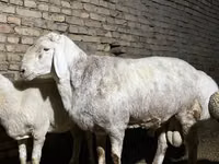 Қошқар, Afghan Arabi sheep — 3-сурет