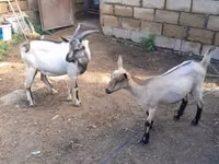 Теке, Saanen goat — 2-сурет