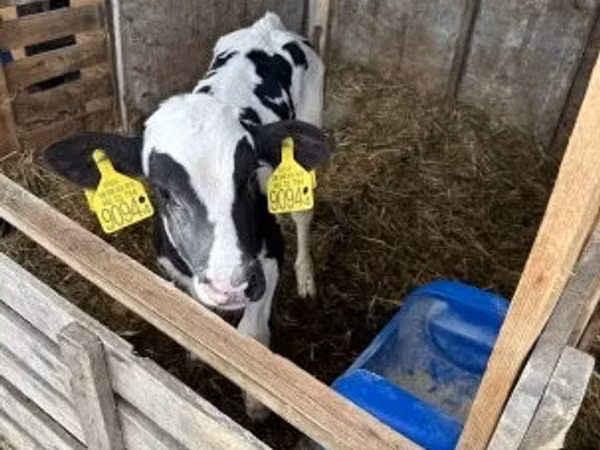 ثور, Russian Black pied cattle
