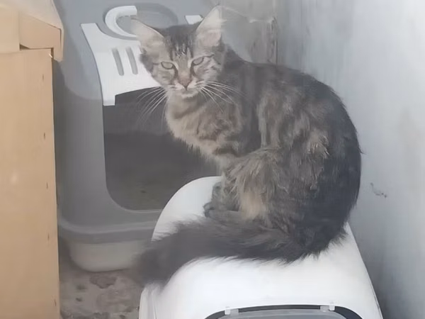 Pisik Sahiblendirilir Odenisiz Menkul