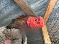 Shamo chickens — foto 3