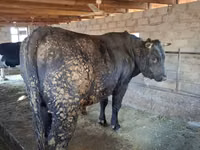 காளை, Swiss cattle — புகைப்படம் 5