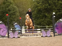 Caballo, Quarter Horse — foto 8