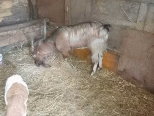 Kozioł, Kozy
