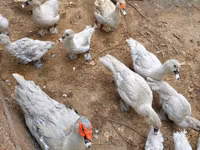 Ducks — foto 2