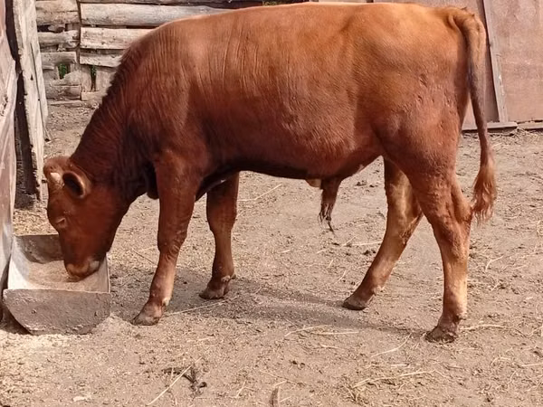 Taureau, Bovins