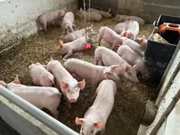 Porcs (lot, sexe non indiqué) — photo 8