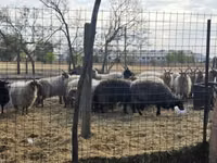 Bélier, Racka sheep — photo 1