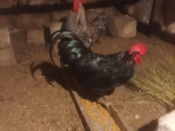 Chickens — Azerbaycan