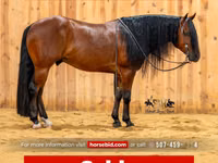 Айғыр, Quarter Horse — 1-сурет
