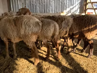 نعجة, Arashan sheep — الصورة 3
